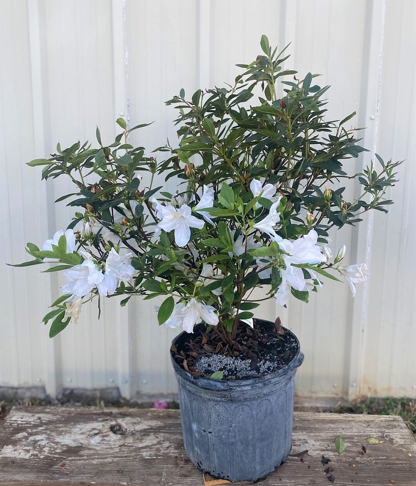 rhododendron-indicum-mrs-g-g-gerbing-southern-indica-hybrid-azalea