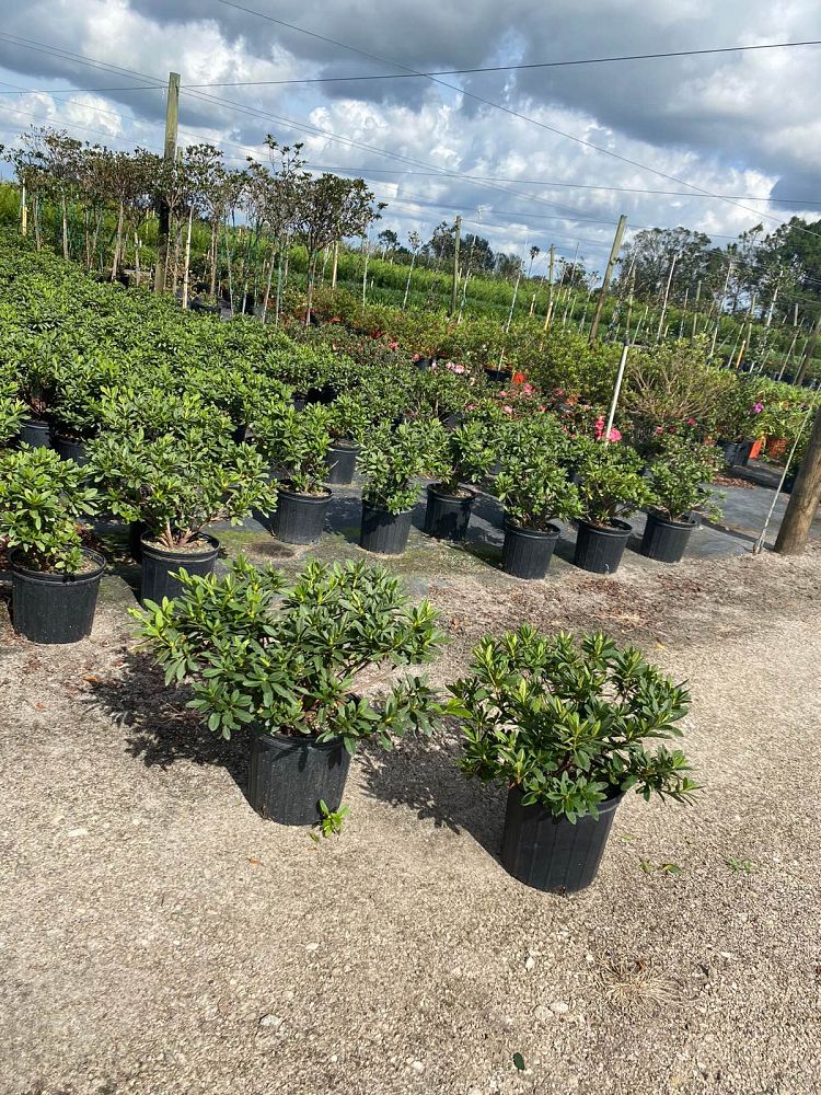 rhododendron-indicum-mrs-g-g-gerbing-southern-indica-hybrid-azalea