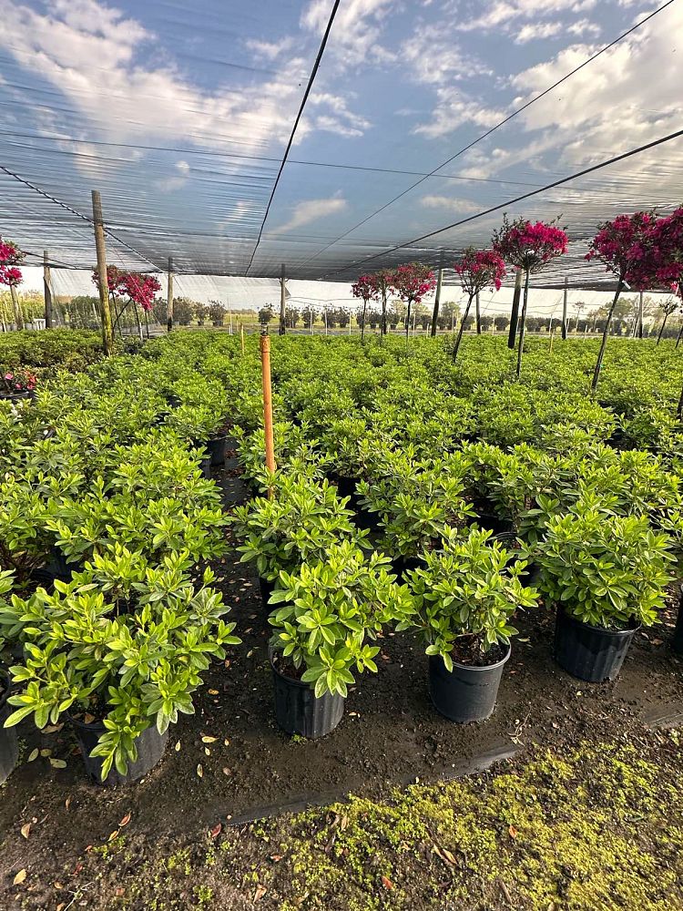rhododendron-indicum-mrs-g-g-gerbing-southern-indica-hybrid-azalea