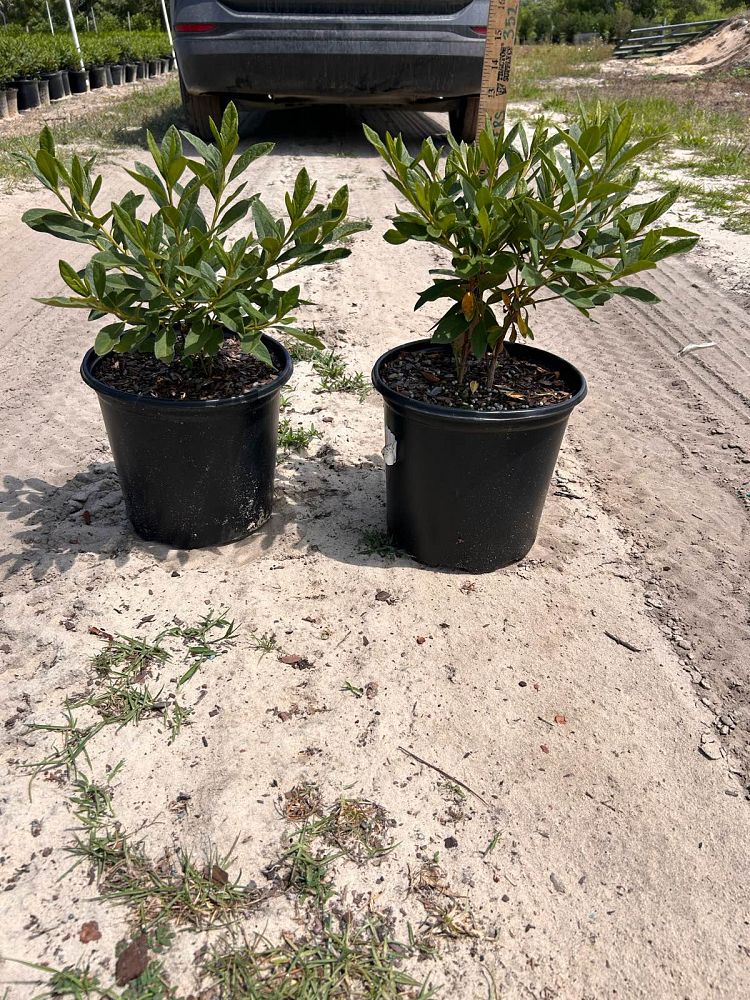 rhododendron-indicum-mrs-g-g-gerbing-southern-indica-hybrid-azalea