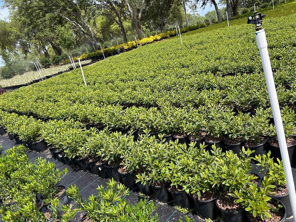 rhododendron-indicum-mrs-g-g-gerbing-southern-indica-hybrid-azalea