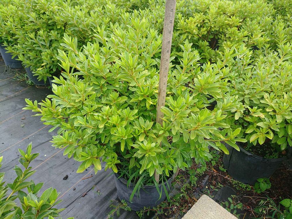 rhododendron-indicum-mrs-g-g-gerbing-southern-indica-hybrid-azalea