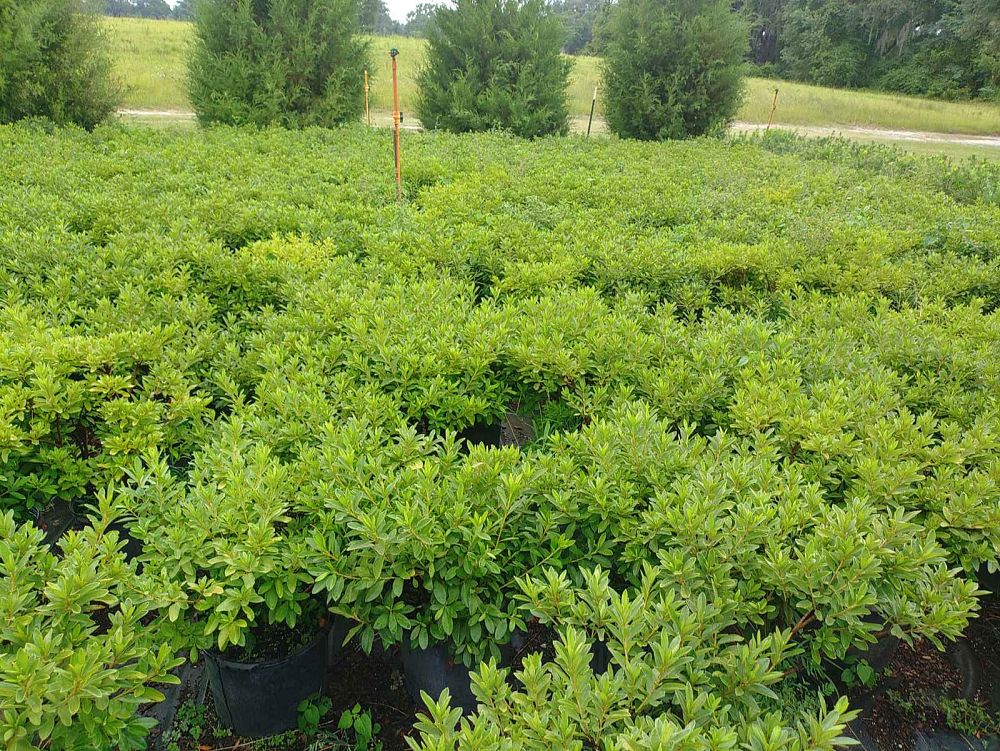 rhododendron-indicum-mrs-g-g-gerbing-southern-indica-hybrid-azalea