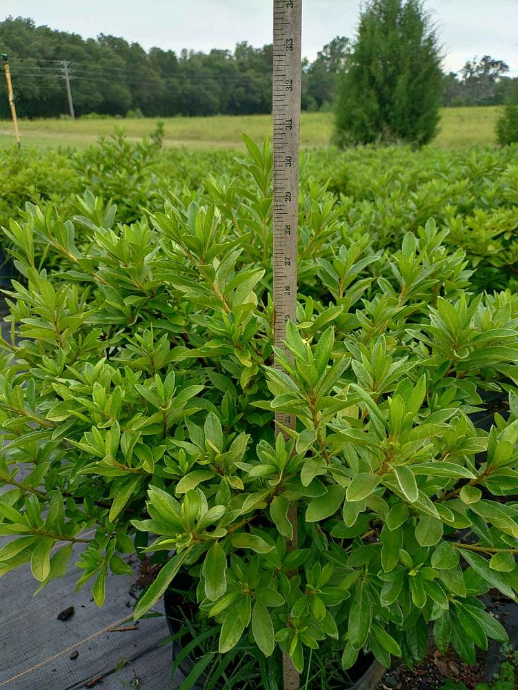 rhododendron-indicum-mrs-g-g-gerbing-southern-indica-hybrid-azalea