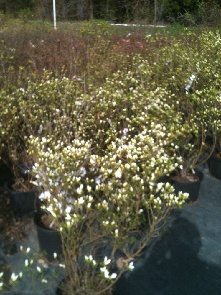rhododendron-indicum-snow-southern-indica-hybrid-azalea-hiryu-azalea-kurume-azalea