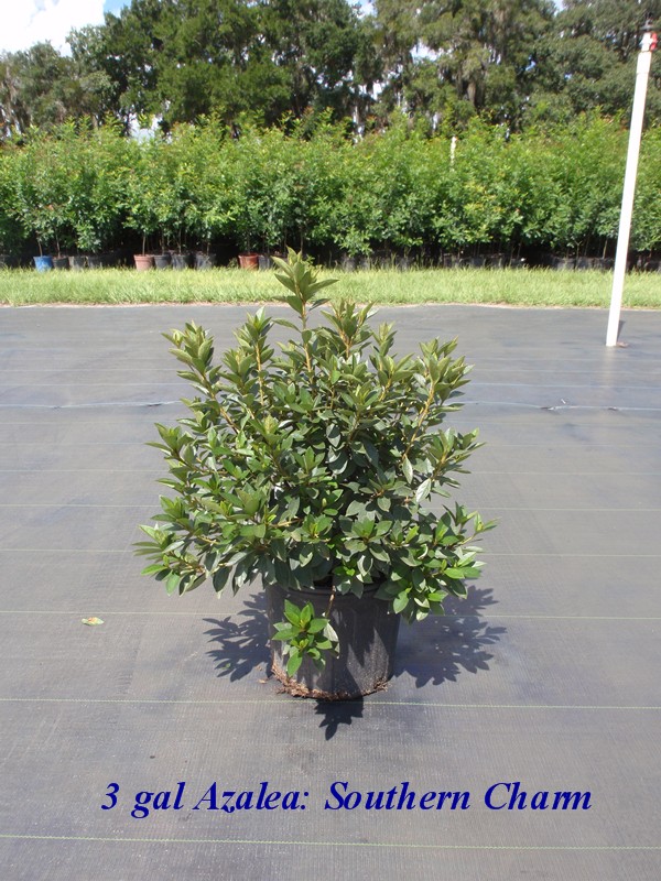 rhododendron-indicum-southern-charm-southern-indica-hybrid-azalea