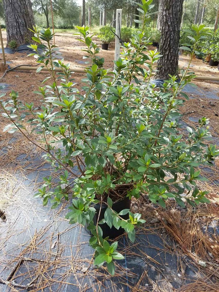 rhododendron-indicum-southern-charm-southern-indica-hybrid-azalea