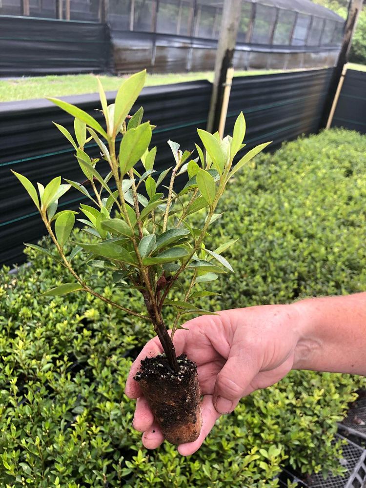 rhododendron-indicum-southern-charm-southern-indica-hybrid-azalea