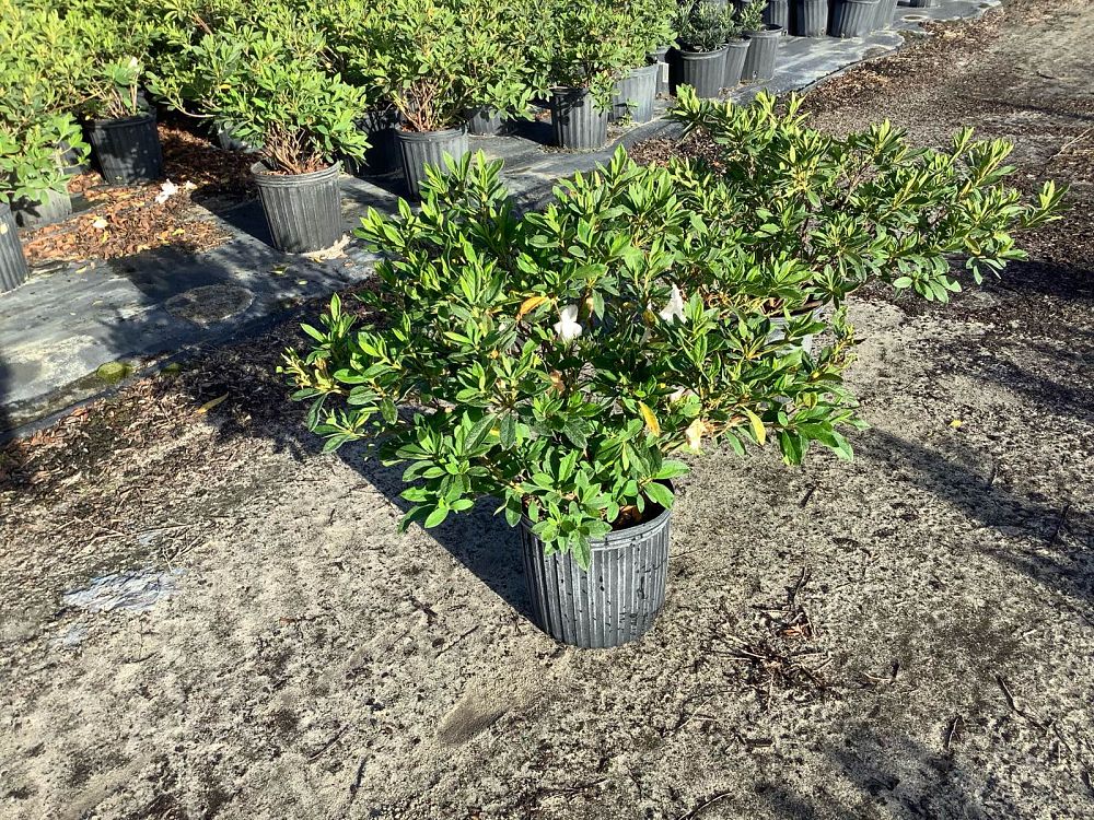 rhododendron-indicum-southern-charm-southern-indica-hybrid-azalea