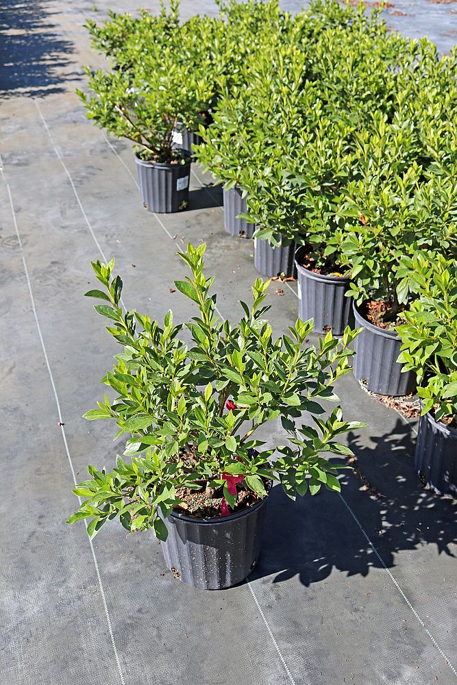 rhododendron-indicum-southern-charm-southern-indica-hybrid-azalea