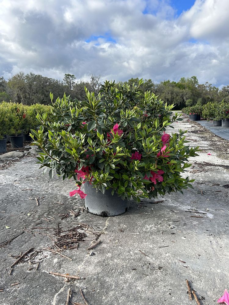 rhododendron-indicum-southern-charm-southern-indica-hybrid-azalea