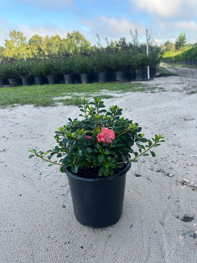 rhododendron-indicum-southern-indica-hybrid-azalea-satsuki-azalea