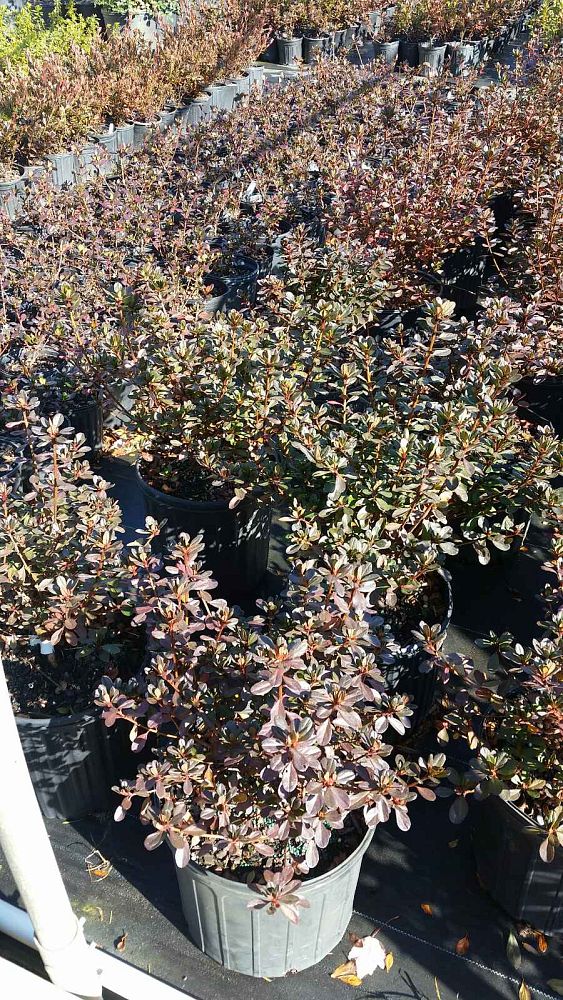rhododendron-indicum-tradition-pink-southern-indica-hybrid-azalea-kurume-azalea