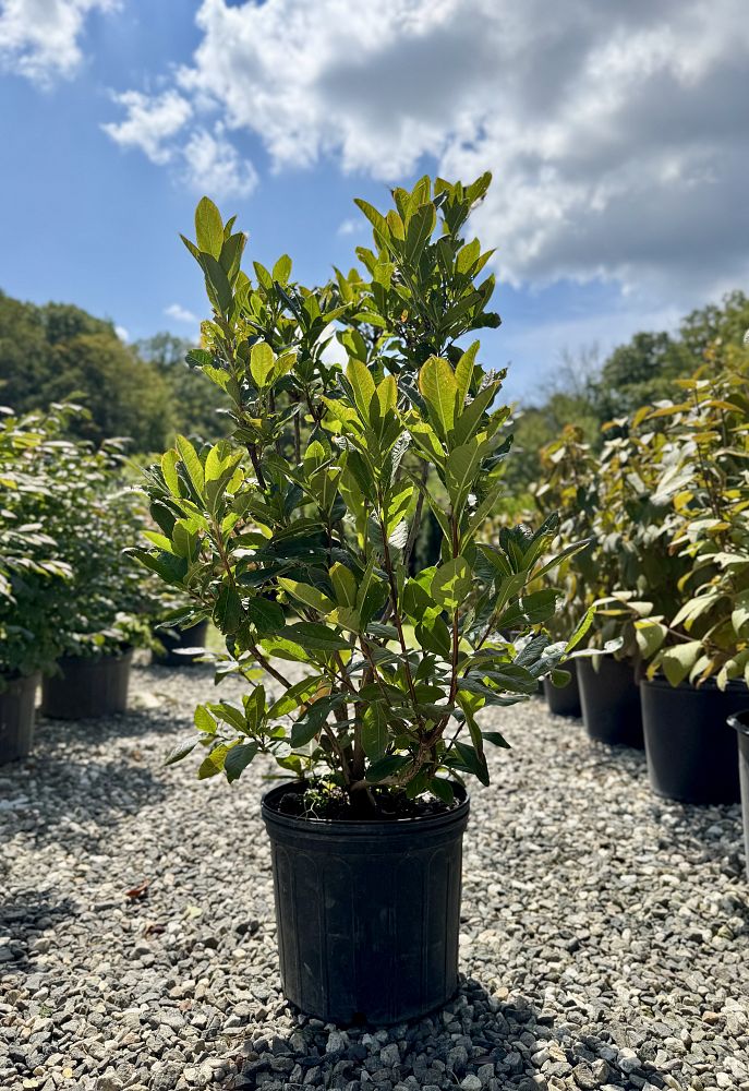 rhododendron-klondyke-azalea