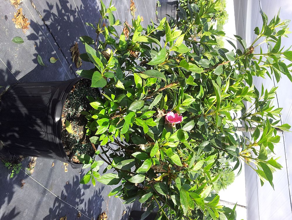 rhododendron-lavender-formosa-southern-indica-hybrid-azalea