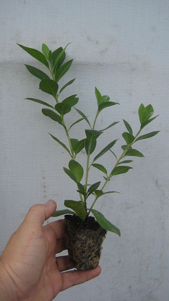 rhododendron-lavender-formosa-southern-indica-hybrid-azalea