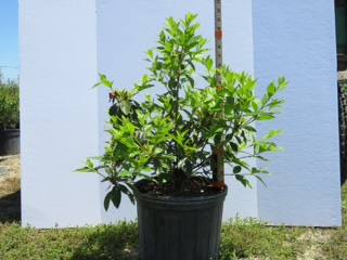 rhododendron-lavender-formosa-southern-indica-hybrid-azalea