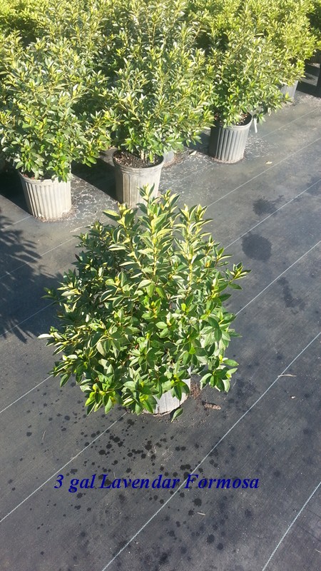 rhododendron-lavender-formosa-southern-indica-hybrid-azalea