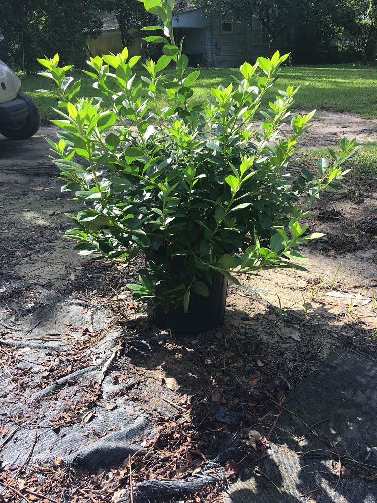rhododendron-lavender-formosa-southern-indica-hybrid-azalea
