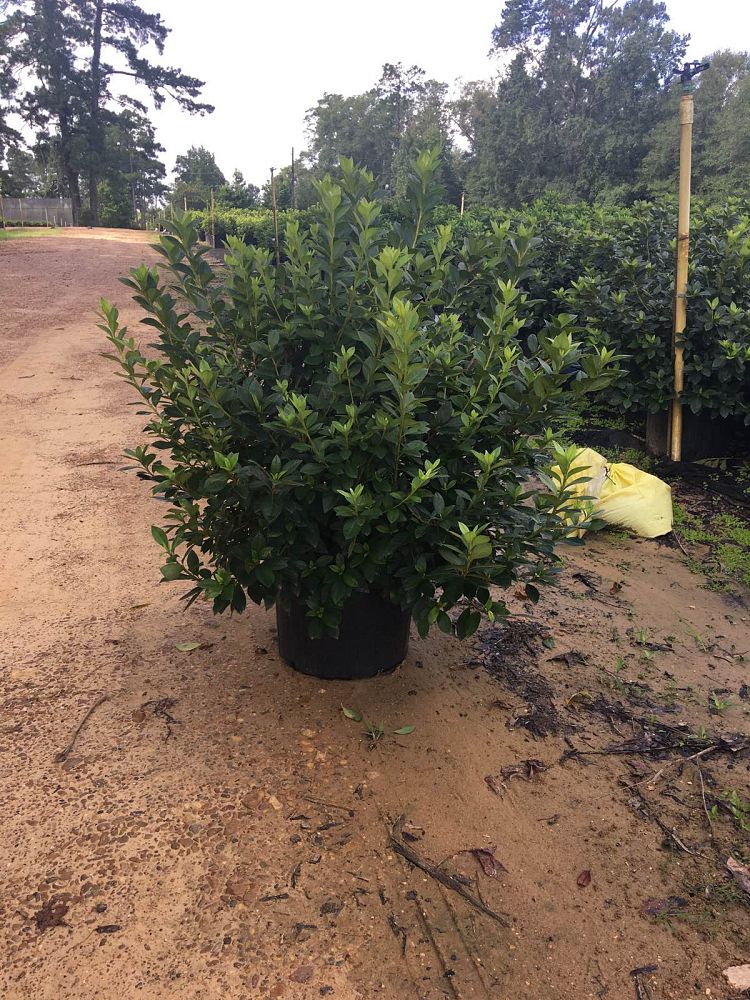 rhododendron-lavender-formosa-southern-indica-hybrid-azalea