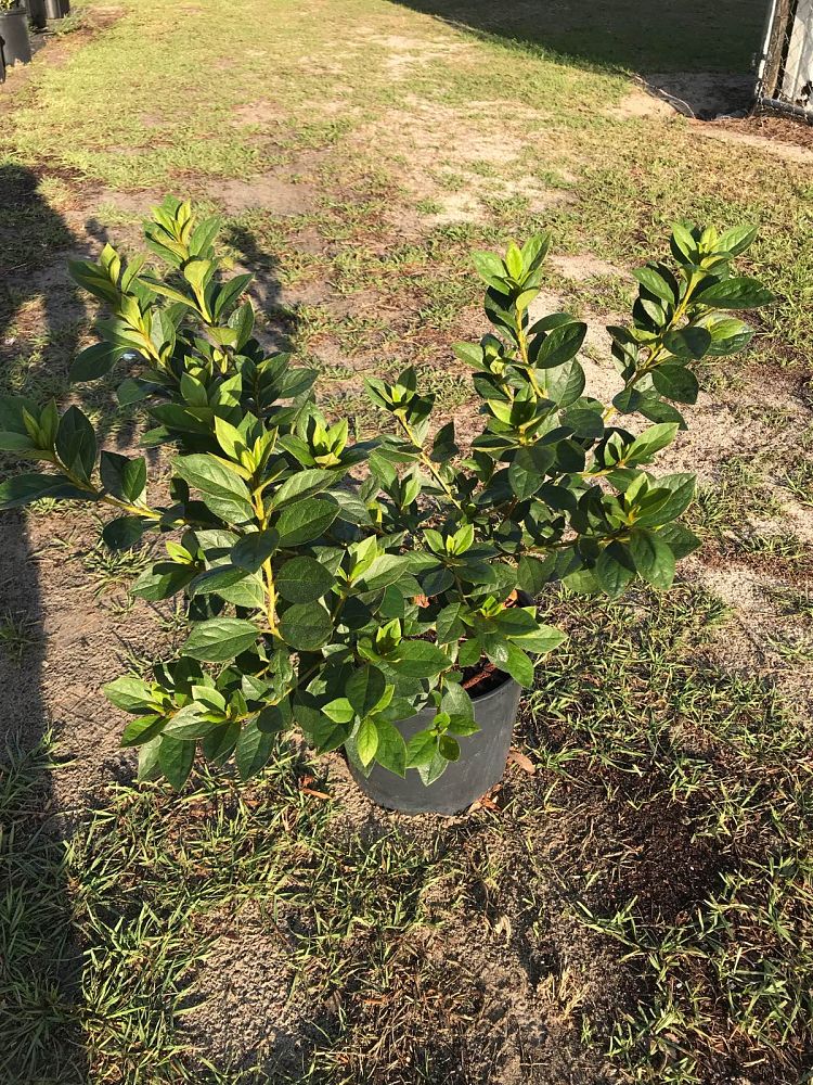 rhododendron-lavender-formosa-southern-indica-hybrid-azalea