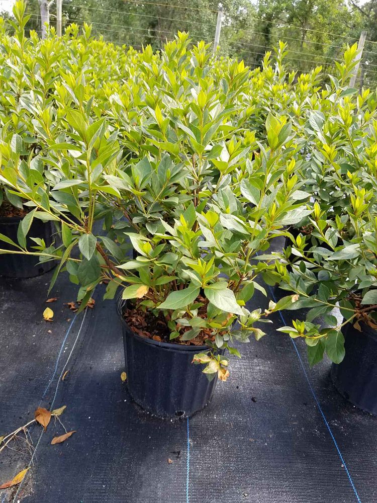 rhododendron-lavender-formosa-southern-indica-hybrid-azalea