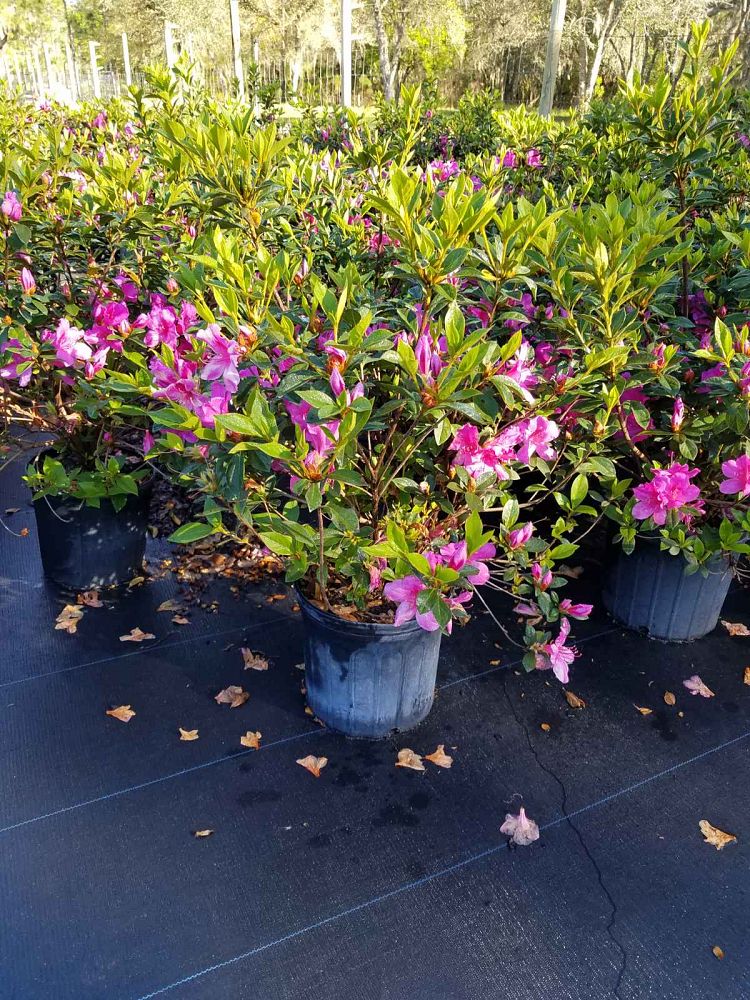 rhododendron-lavender-formosa-southern-indica-hybrid-azalea