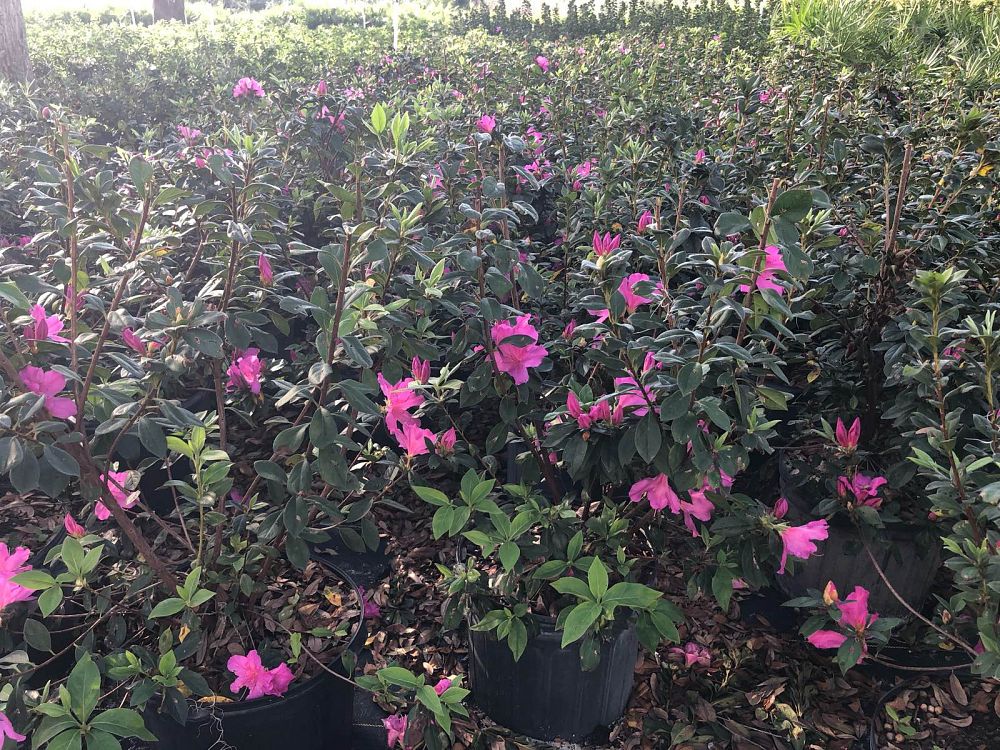 rhododendron-lavender-formosa-southern-indica-hybrid-azalea
