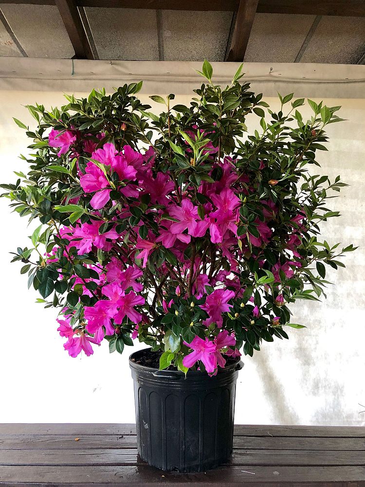 rhododendron-lavender-formosa-southern-indica-hybrid-azalea