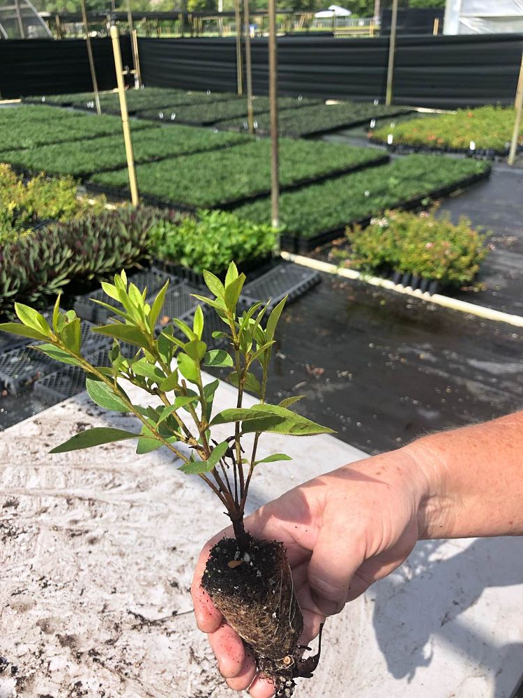 rhododendron-lavender-formosa-southern-indica-hybrid-azalea