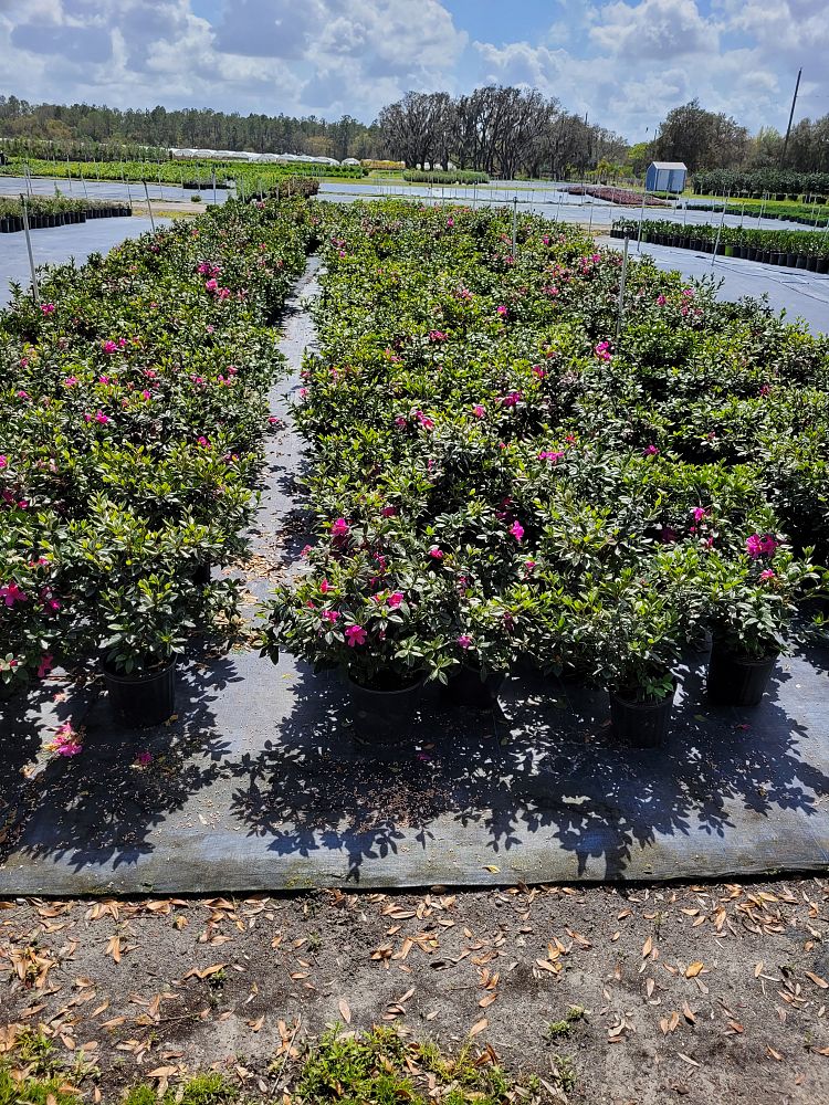 rhododendron-lavender-formosa-southern-indica-hybrid-azalea