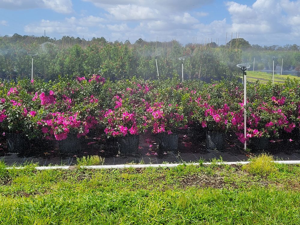 rhododendron-lavender-formosa-southern-indica-hybrid-azalea