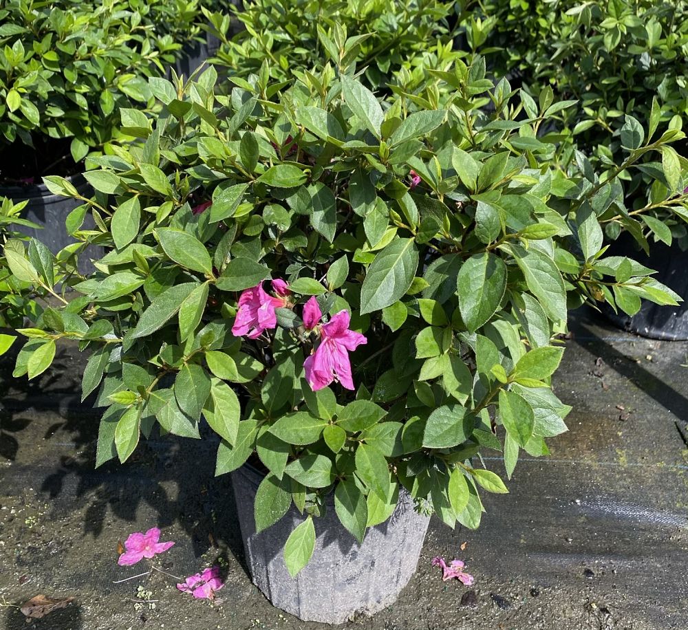 rhododendron-lavender-formosa-southern-indica-hybrid-azalea
