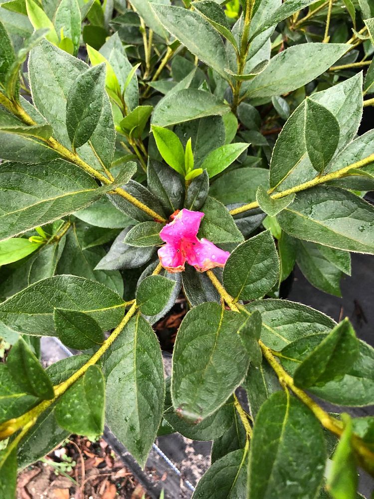 rhododendron-lavender-formosa-southern-indica-hybrid-azalea