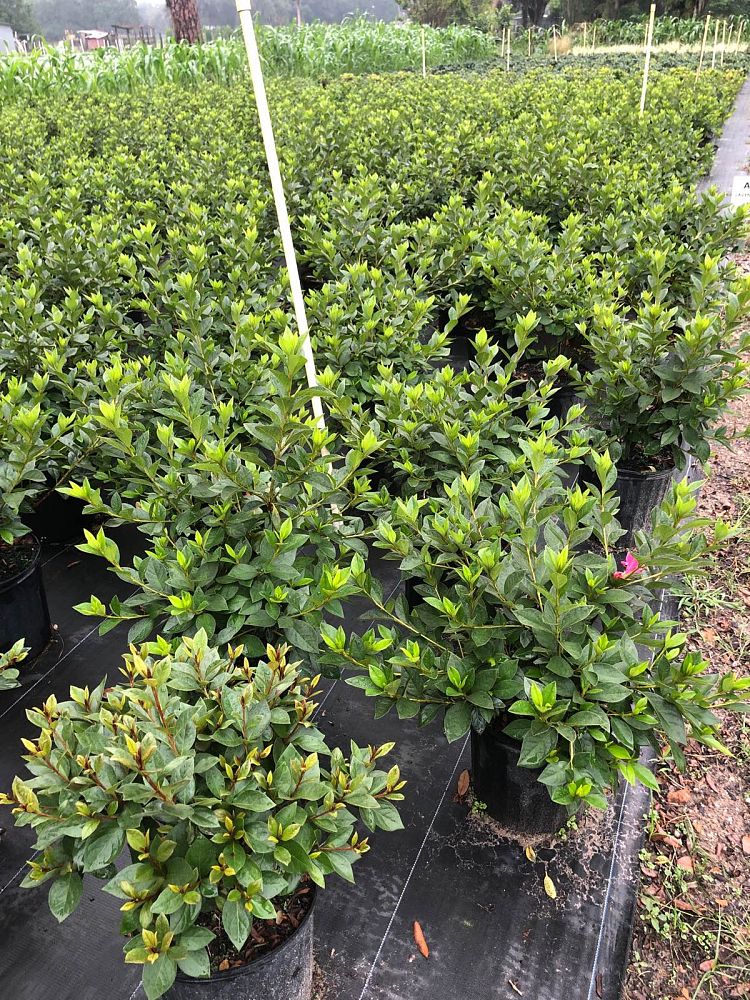 rhododendron-lavender-formosa-southern-indica-hybrid-azalea