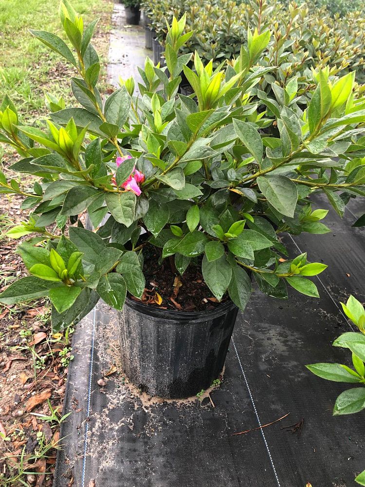 rhododendron-lavender-formosa-southern-indica-hybrid-azalea