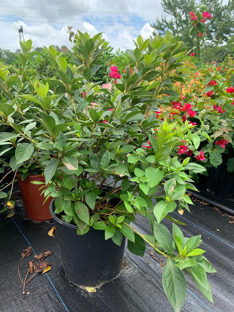 rhododendron-lavender-formosa-southern-indica-hybrid-azalea
