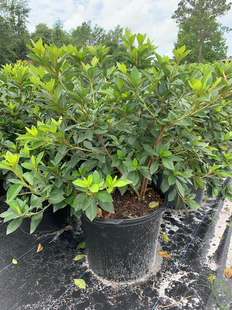 rhododendron-lavender-formosa-southern-indica-hybrid-azalea