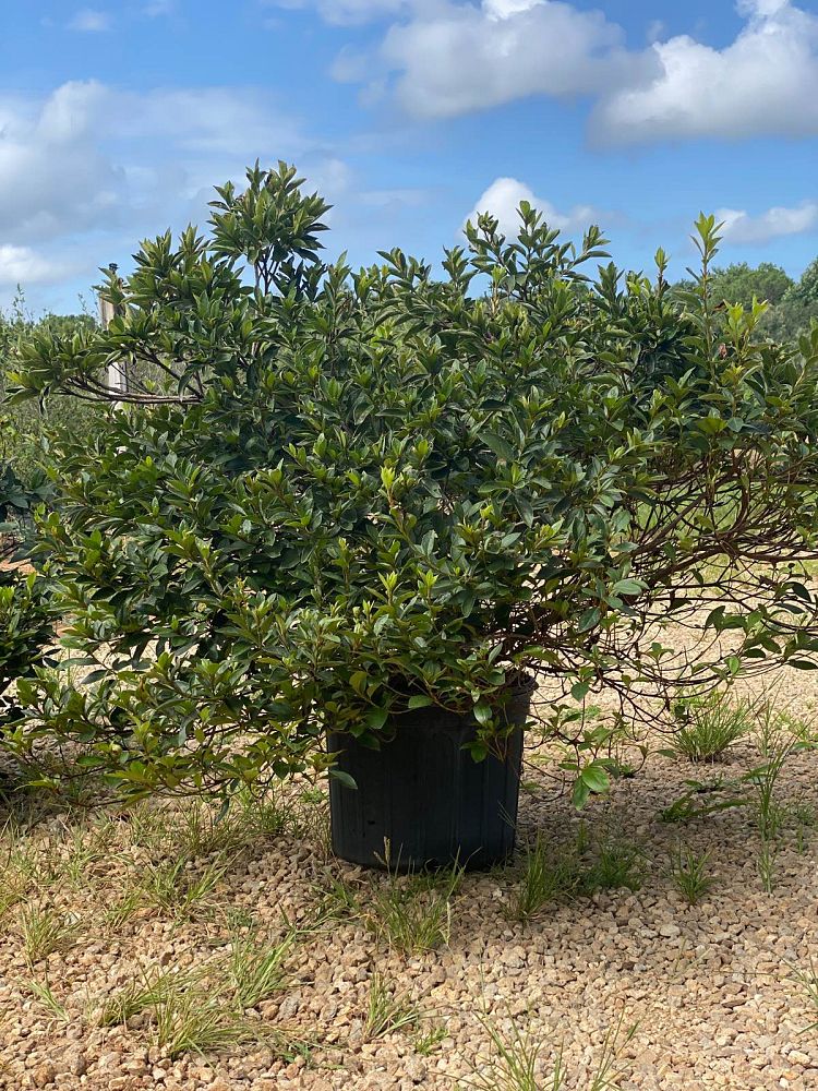 rhododendron-lavender-formosa-southern-indica-hybrid-azalea
