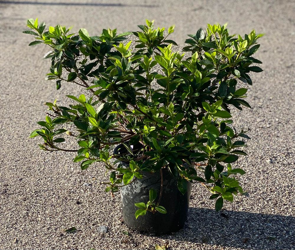 rhododendron-lavender-formosa-southern-indica-hybrid-azalea
