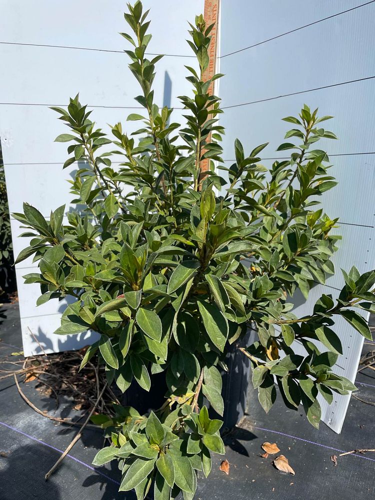 rhododendron-lavender-formosa-southern-indica-hybrid-azalea