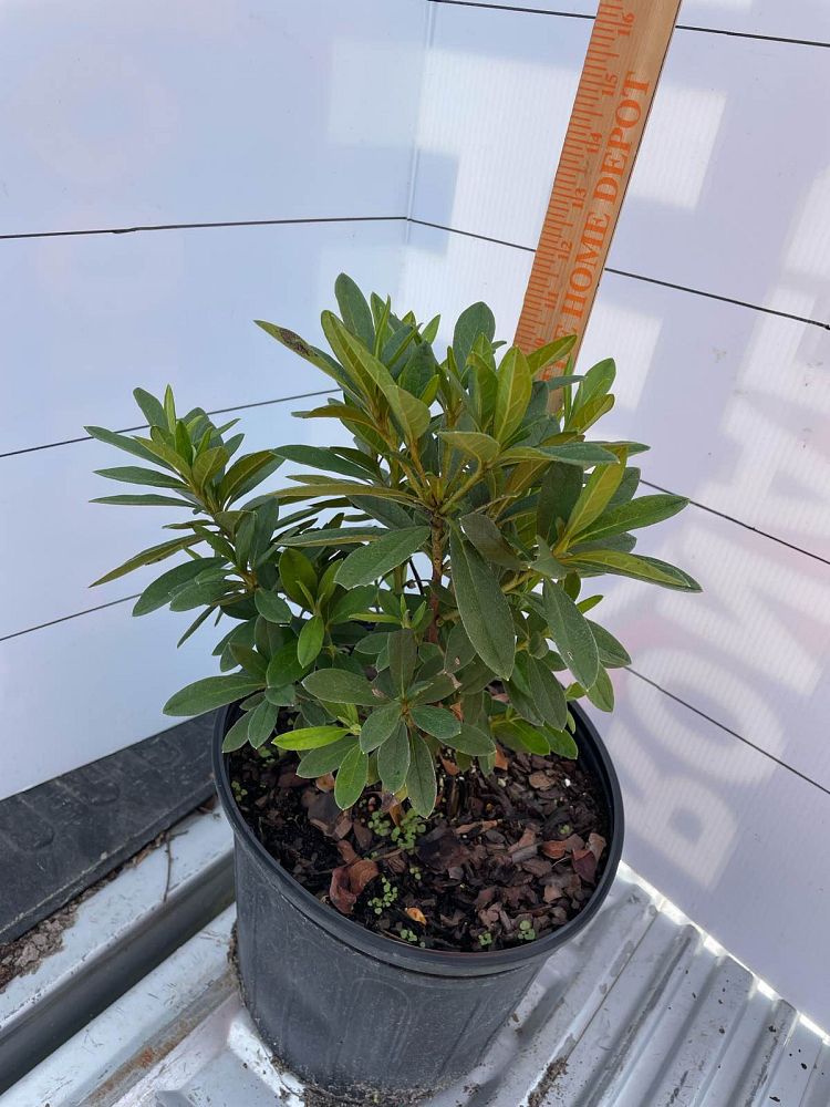 rhododendron-lavender-formosa-southern-indica-hybrid-azalea