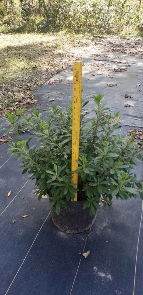 rhododendron-lavender-formosa-southern-indica-hybrid-azalea