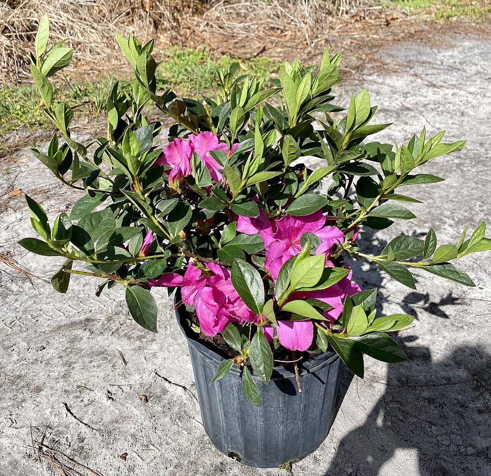rhododendron-lavender-formosa-southern-indica-hybrid-azalea