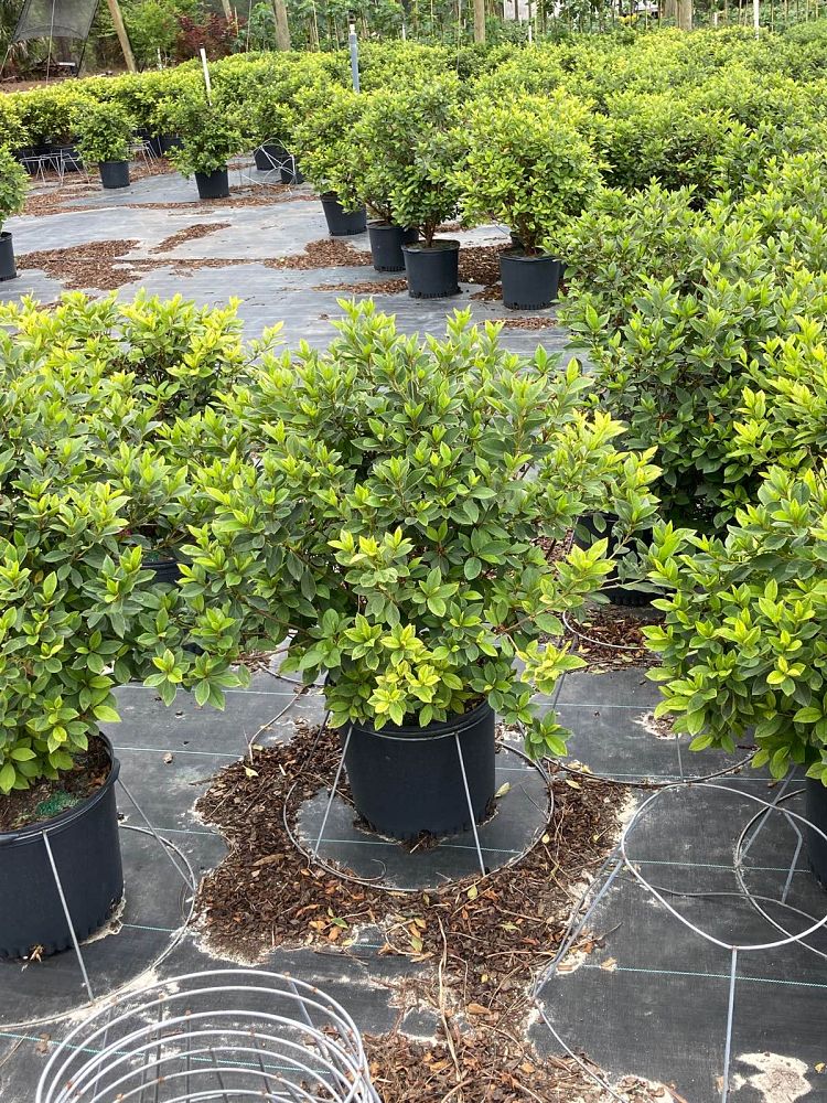 rhododendron-lavender-formosa-southern-indica-hybrid-azalea