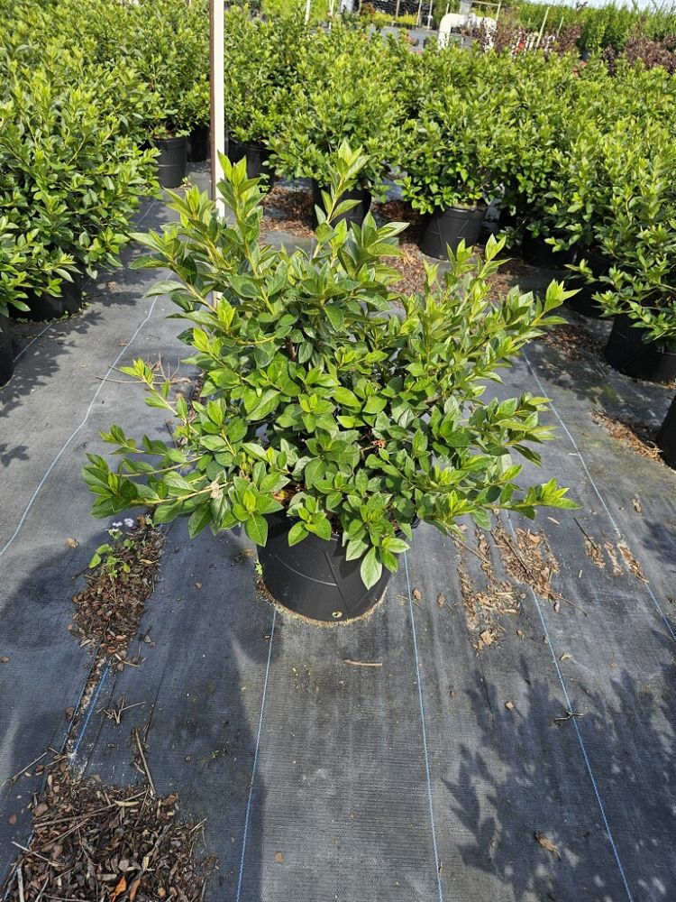 rhododendron-lavender-formosa-southern-indica-hybrid-azalea
