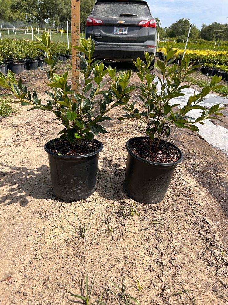 rhododendron-lavender-formosa-southern-indica-hybrid-azalea
