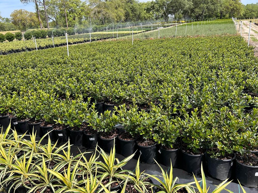 rhododendron-lavender-formosa-southern-indica-hybrid-azalea