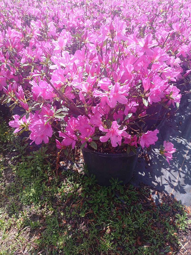 rhododendron-lavender-formosa-southern-indica-hybrid-azalea