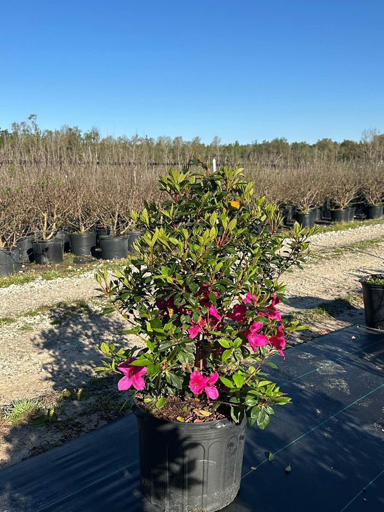 rhododendron-lavender-formosa-southern-indica-hybrid-azalea